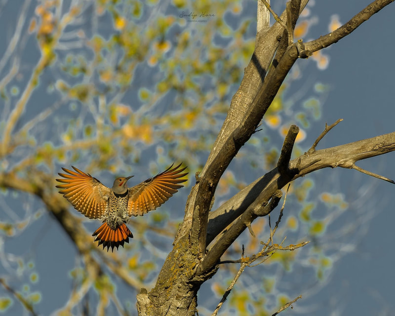 A red-shafted Northern Flicker with wings and tail outspread, about to land in a tree