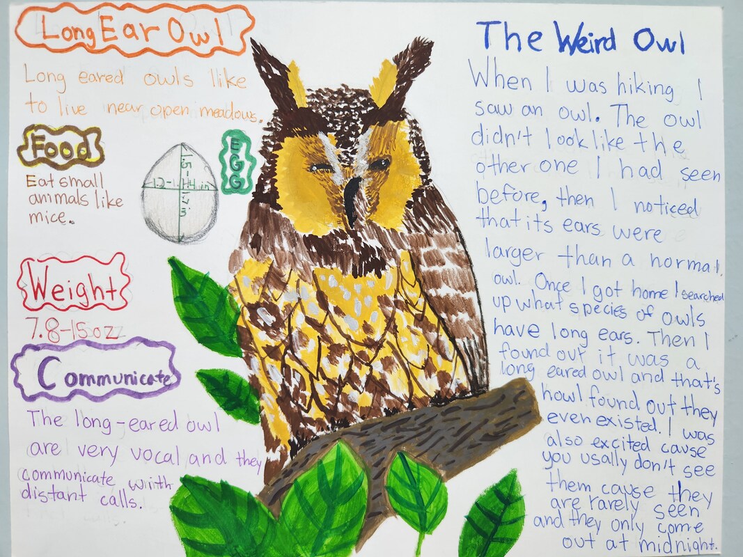Artwork of a Long-eared Owl with written facts and a story about the artist's experience with the bird