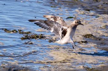 Picture Black-bellied Plover