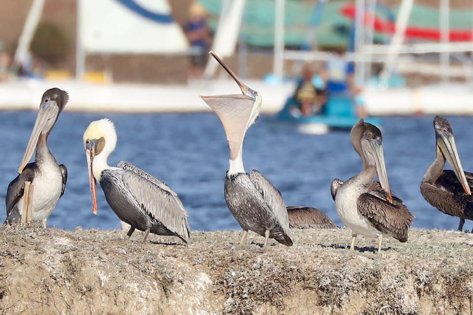 pelicans sitting on jetty. one bird has its bill wide open while the others around it look away