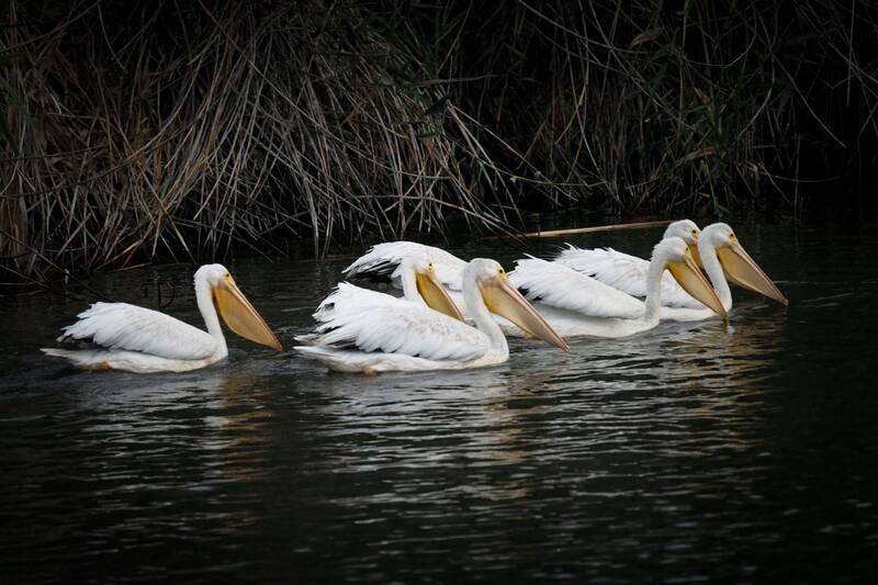 A group of 6 American White Pelicans (large white birds with large orange beaks) floating on water, contrasting with dark background and dark water in foreground