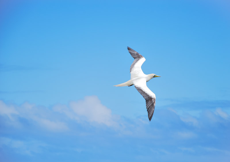 Photo of a Red-footed Booby in flight against a blue sky and soft clouds.