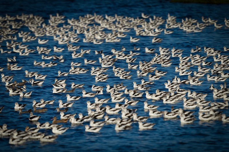 A large group of American Avocets and other shorebirds on water