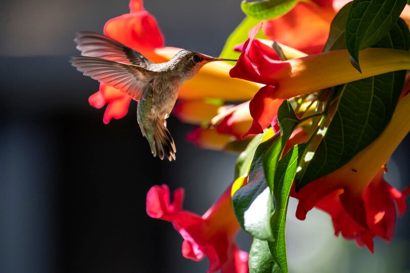 An Anna's Hummingbird hovering in front of a trumpet vine flower.