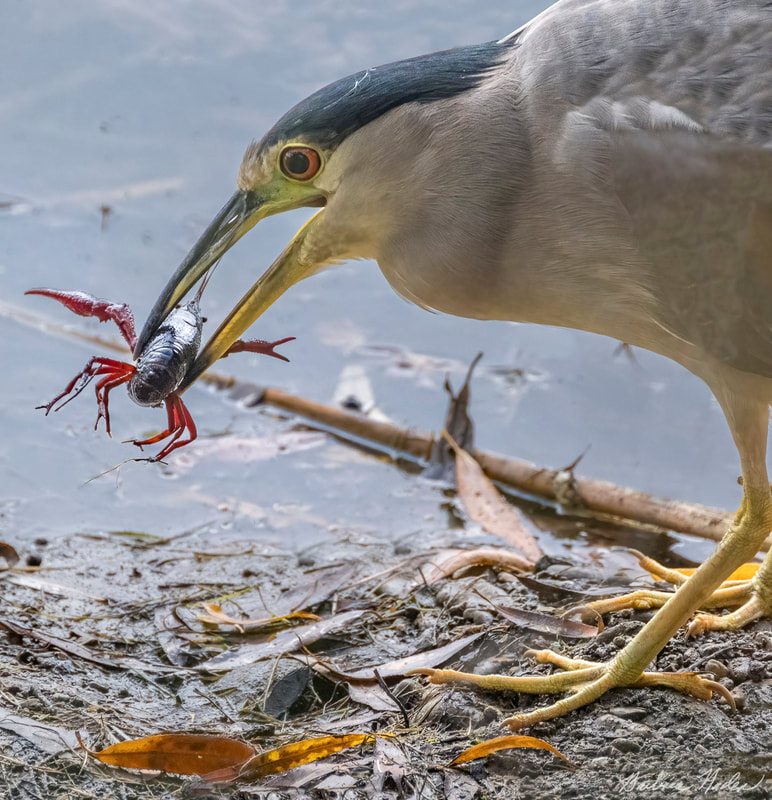 A Black-crowned Night-Heron with a crawfish in its bill