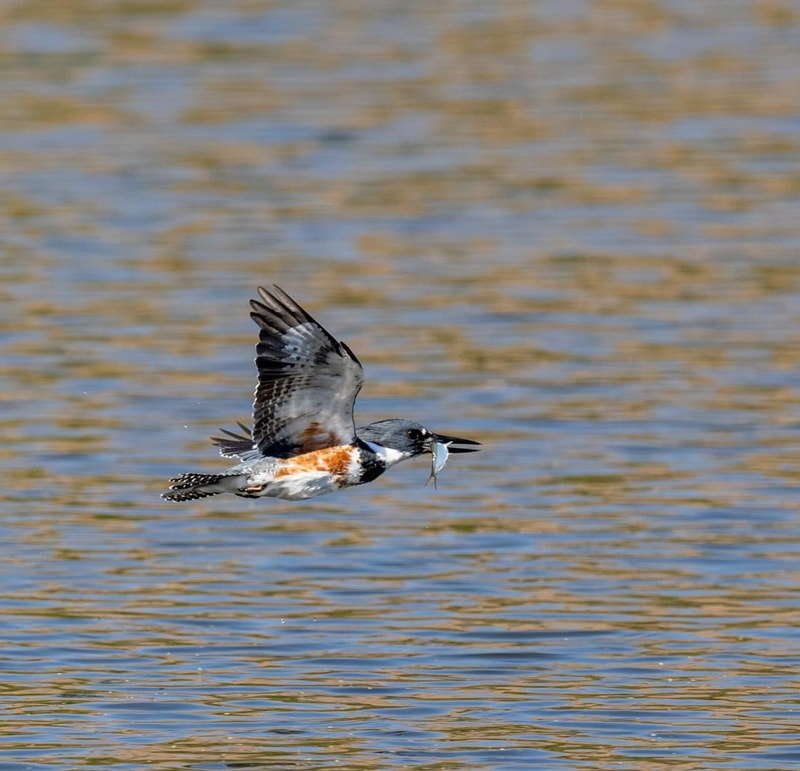 A female Belted Kingfisher in flight over water with a fish in its bill