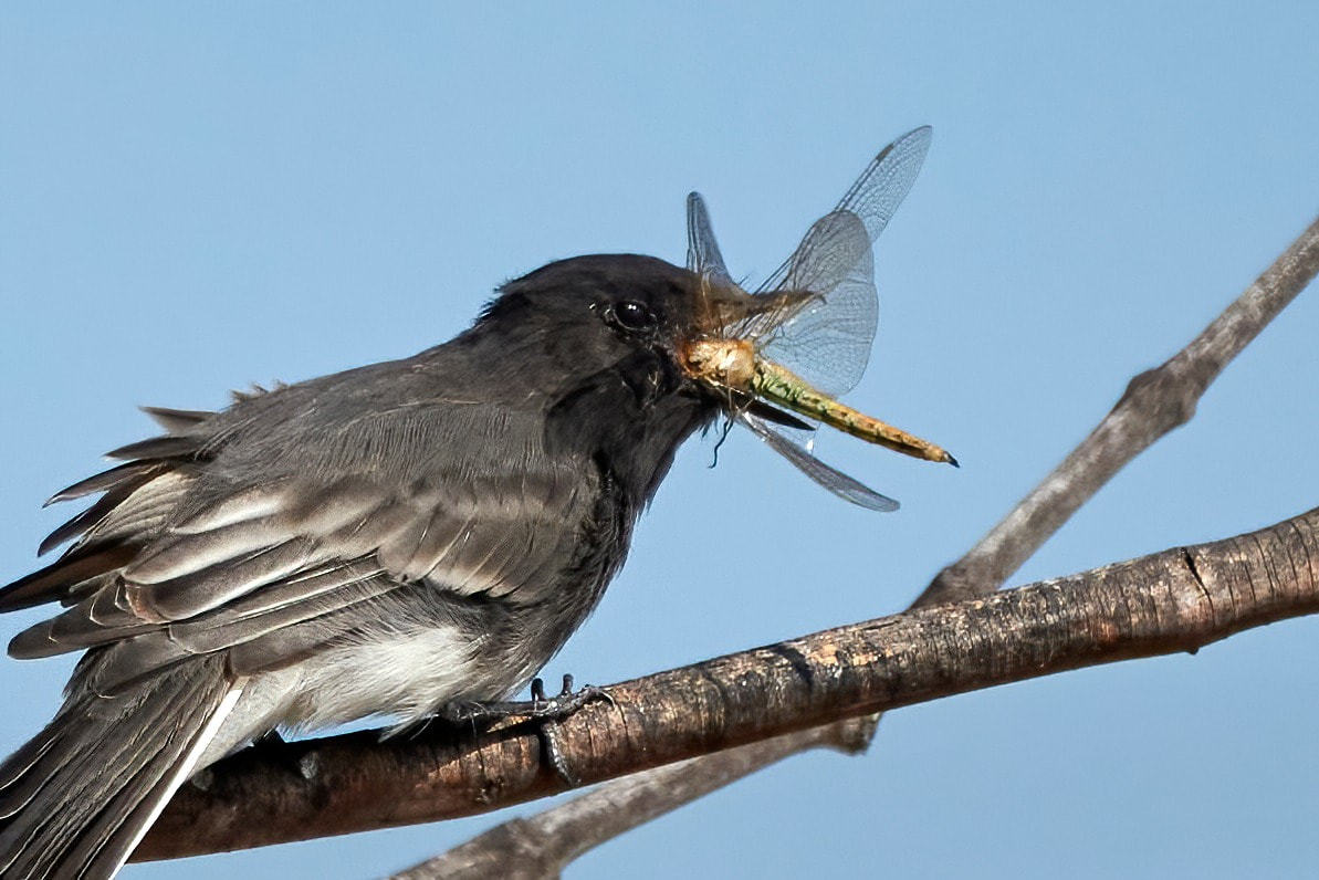 A Black Phoebe perched on a branch with a large dragonfly in its bill