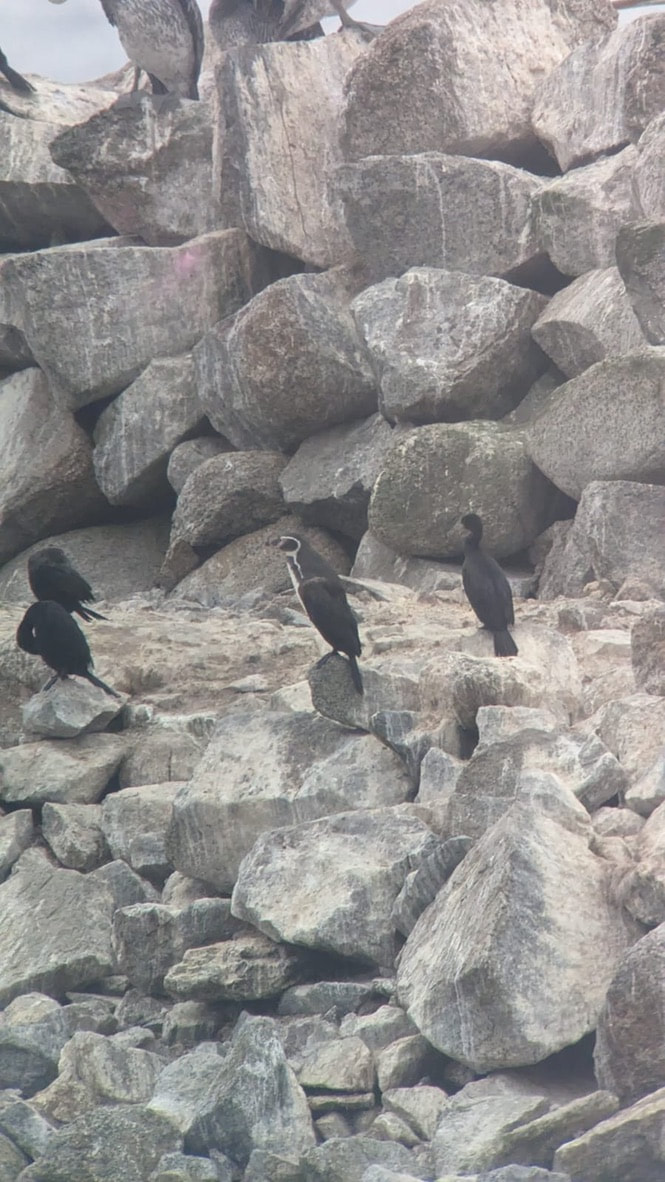 A Humboldt penguin and cormorants on a ledge