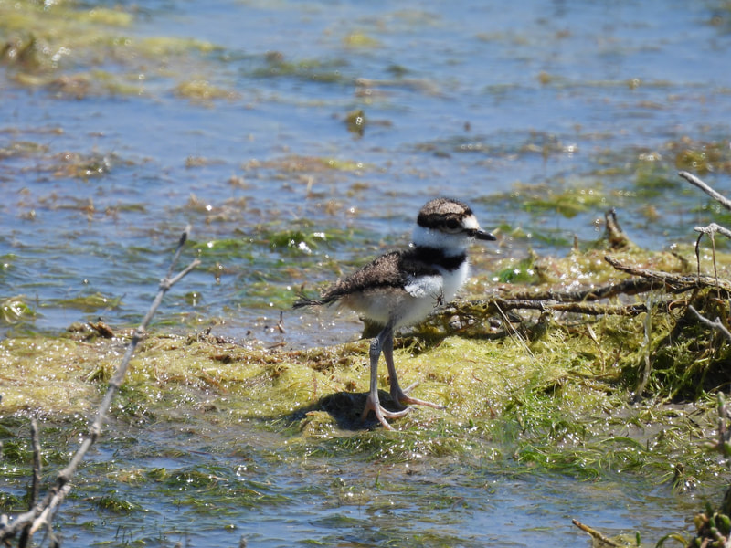 Killdeer chick with spider on its breast