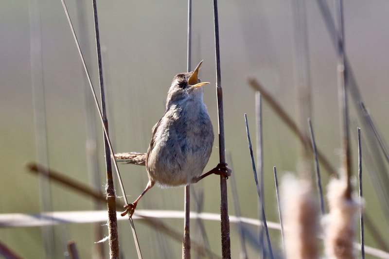 A Marsh Wren grasps two different reeds with its claws while holding its bill wide open and eyes closed, as if belting a song.