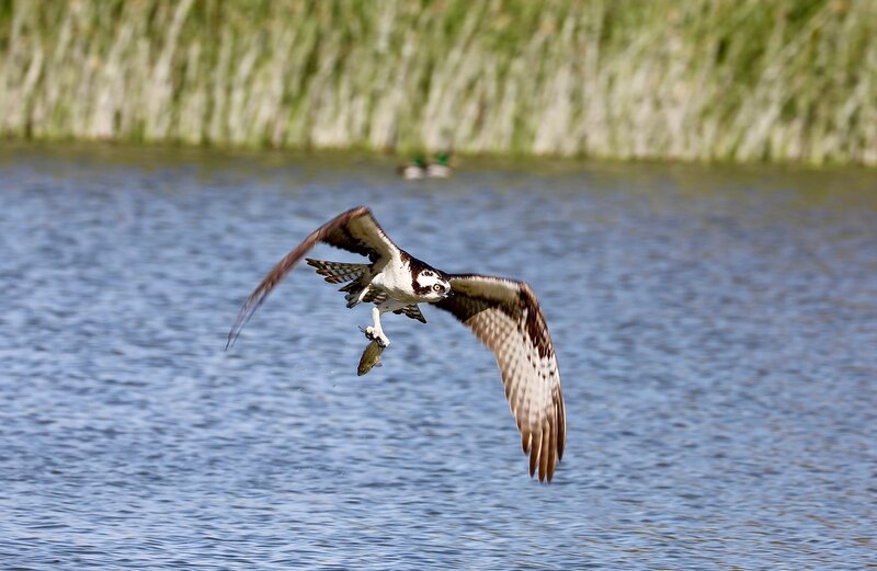 An Osprey flying over a body of water holding a fish in its talons.