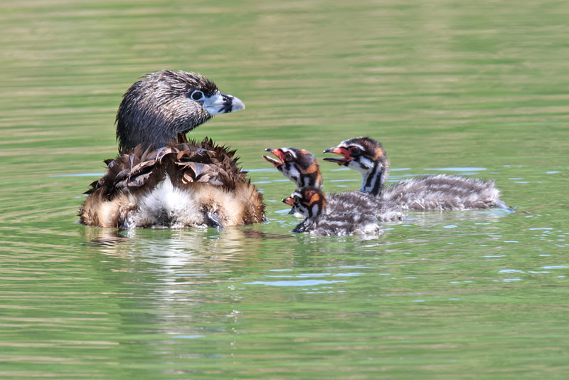 Pied-billed Grebe with 3 chicks