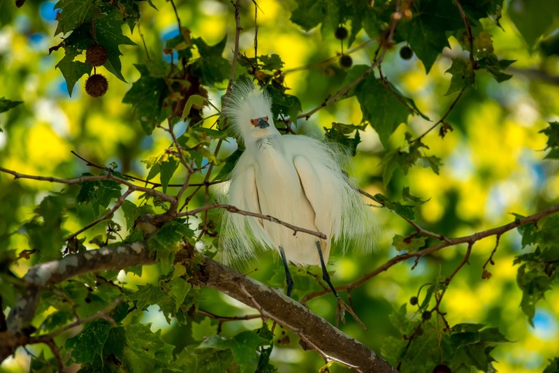 A surprised-looking Snowy Egret in a tree.