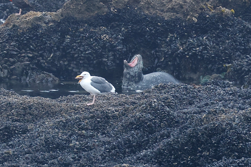A Western Gull swallowing a starfish with a seal in the background with its head thrown back and mouth wide open