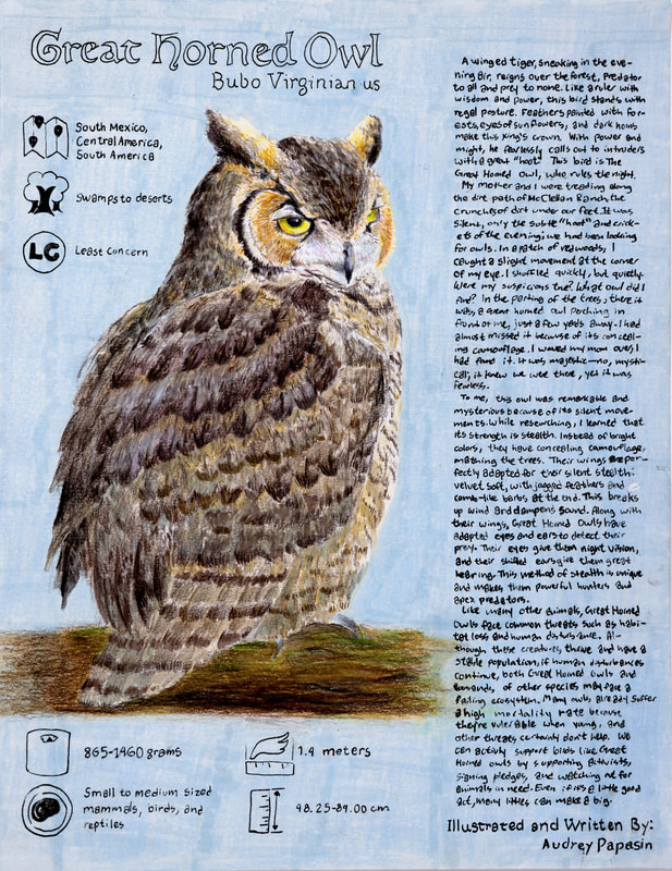 Very detailed mixed media artwork of a Great Horned Owl with a story about the encounter and how to help owls.