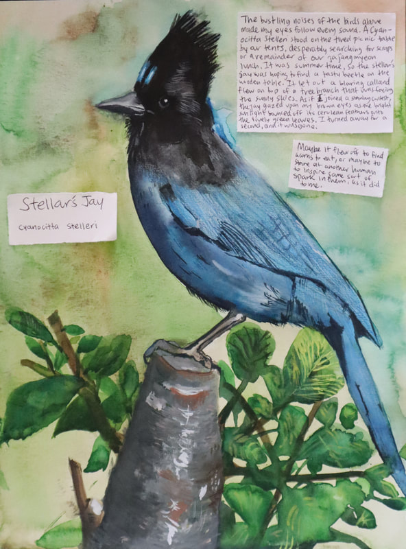 Painting of a Steller's Jay