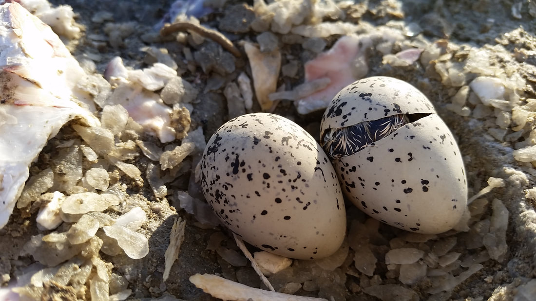 Two spotted eggs on the ground. One is in the process of hatching.