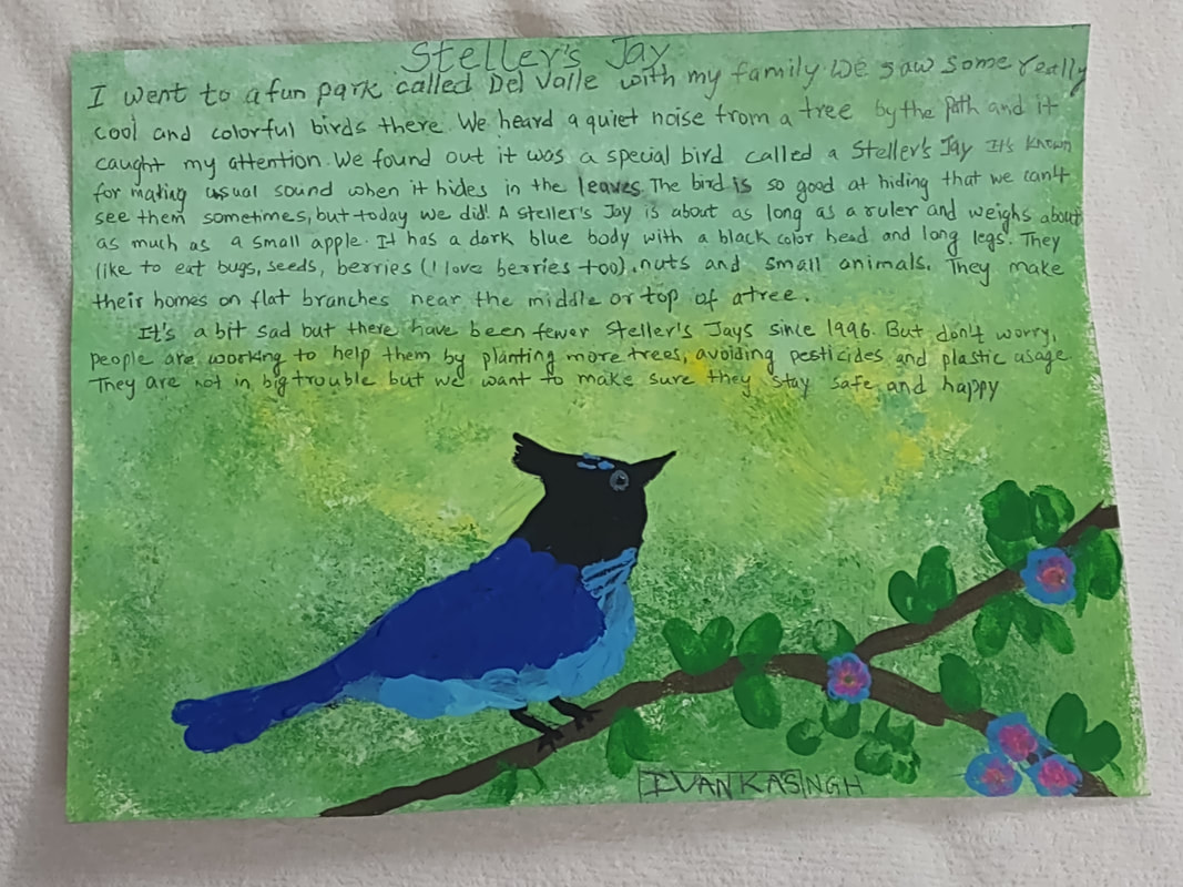 Painting of a Steller's Jay on a tree branch with a written story detailing the artist's observations.