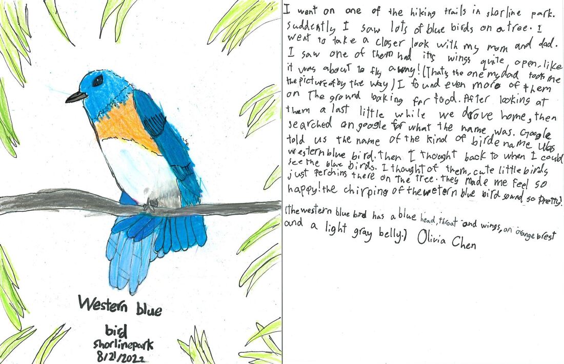 Artwork of a western bluebird sitting on a branch