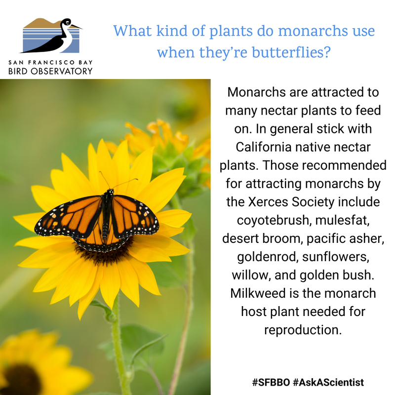 What kind of plants do monarchs use when they’re butterflies?
Monarchs are attracted to many nectar plants to feed on. In general stick with California native nectar plants. Those recommended for attracting monarchs by the Xerces society include Coyotebrush, mulesfat, desert broom, pacific asher, goldenrod, sunflowers, willow, and golden bush. Milkweed is the monarch host plant needed for reproduction.