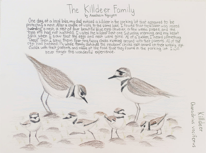 Drawing of Killdeer family (2 adults and 4 chicks) with handwriting that reads: One day at a local lake, my dad noticed a killdeer in the parking lot that appeared to be protecting a nest. After a couple of visits to the same lake, I found that the killdeer was indeed guarding a nest, a nest of four beautiful blue eggs. However, a few weeks passed, and the eggs still had not hatched. I visited the killdeer nest one Saturday morning, and my heart sank when I saw that the eggs and nest were gone. All of a sudden, I heard something. "Cheep!" Then I saw them. Four tiny, fuzzy chicks running around with their parents. All of the eggs had hatched! My whole family watched the newborn chicks rush around on their wobbly legs, cuddle with their parents, and nibble at the food that they found in the parking lot. I will never forget this wonderful experience.