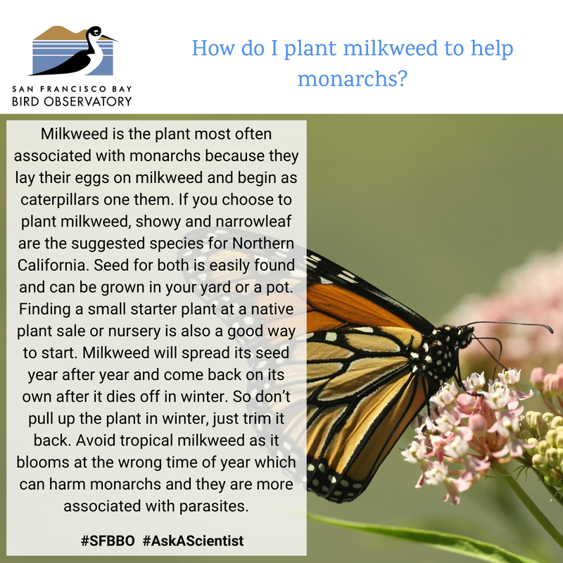 How do I plant milkweed to help monarchs?
Milkweed is the plant most often associated with monarchs because they lay their eggs on milkweed and begin as caterpillars one them. If you choose to plant milkweed, showy and narrowleaf are the suggested species for Northern California. Seed for both is easily found and can be grown in your yard or a pot. Finding a small starter plant at a native plant sale or nursery is also a good way to start. Milkweed will spread its seed year after year and come back on its own after it dies off in winter. So don’t pull up the plant in winter, just trim it back. Avoid tropical milkweed as it blooms at the wrong time of year which can harm monarchs and they are more associated with parasites.