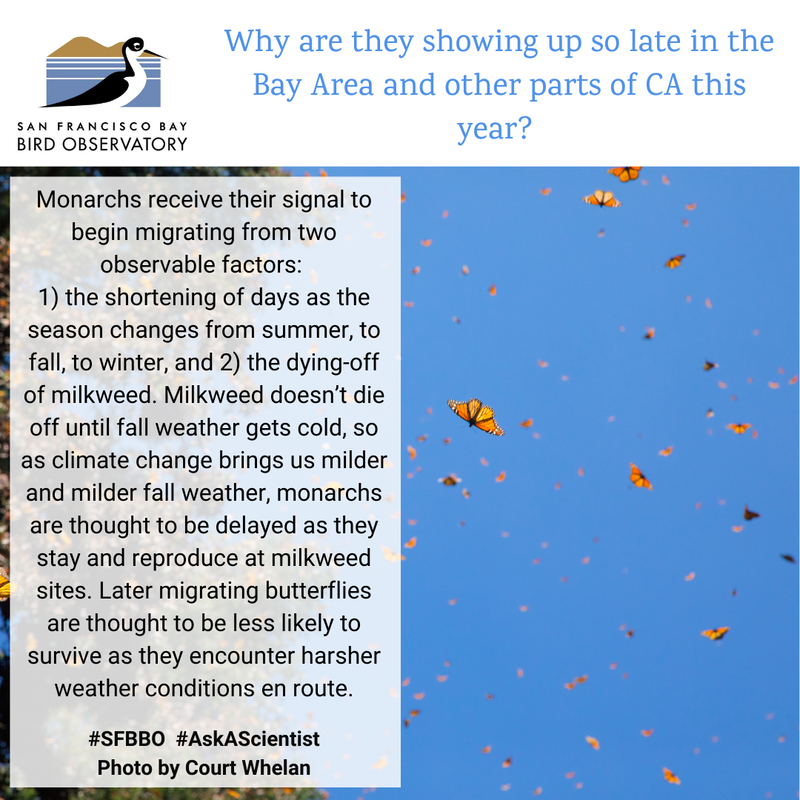 Why are they showing up so late in the Bay Area and other parts of CA this year? Will these late arrivers survive to become butterflies?
Monarchs receive their signal to begin migrating from two observable factors: 1) the shortening of days as the season changes from summer, to fall, to winter, and 2) the dying-off of milkweed. Milkweed doesn’t die off until fall weather gets cold, so as climate change brings us milder and milder fall weather, monarchs are thought to be delayed as they stay and reproduce at milkweed sites. Later migrating butterflies are thought to be less likely to survive as they encounter harsher weather conditions en route.