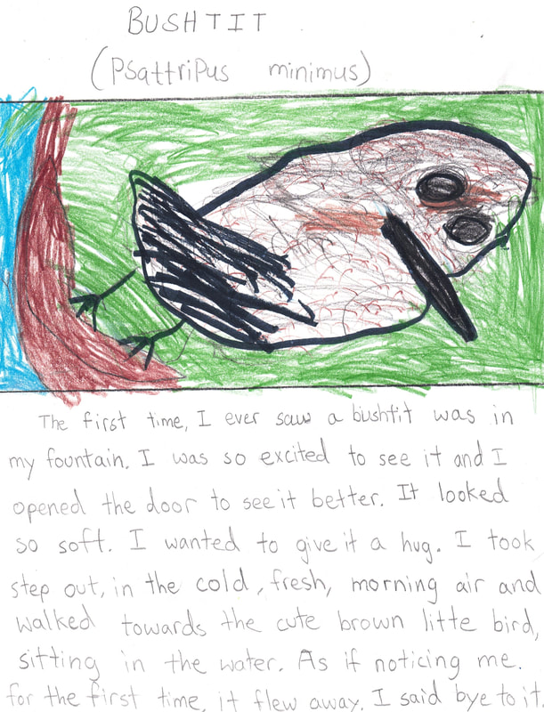 Drawing of a Bushtit with handwriting that reads: The first time I ever saw a bushtit was in my fountain. I was so excited to see it and I opened the door to see it better. It looked so soft. I wanted to give it a hug. I took step out, in the cold, fresh, morning air and walked towards the cute brown little bird, sitting in the water. As if noticing me, for the first time, it flew away. I said bye to it.