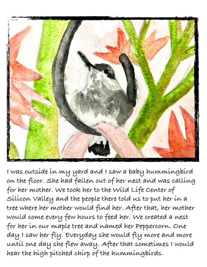 Painting of a hummingbird. Text: I was outside in my yard and I saw a baby hummingbird on the floor. She had fallen out of her nest and was calling for her mother. We took her to the Wild Life Center of Silicon Valley and the people there told us to put her in a tree where her mother would find her. After that, her mother would come every few hours to feed her. We created a nest for her in our maple tree and named her Peppercorn. One day I saw her fly. Everyday she would fly more and more until one day she flew away. After that sometimes I would hear the high pitched chirp of the hummingbirds.