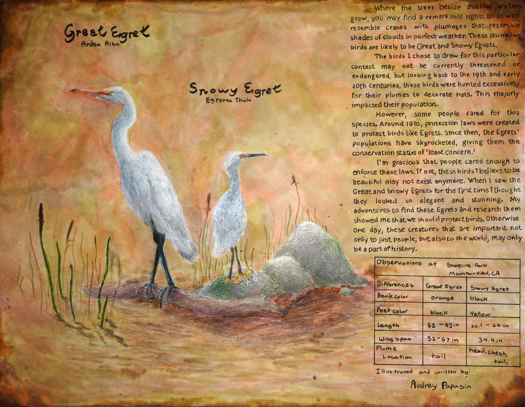 Artwork of a Great Egret and a Snowy Egret