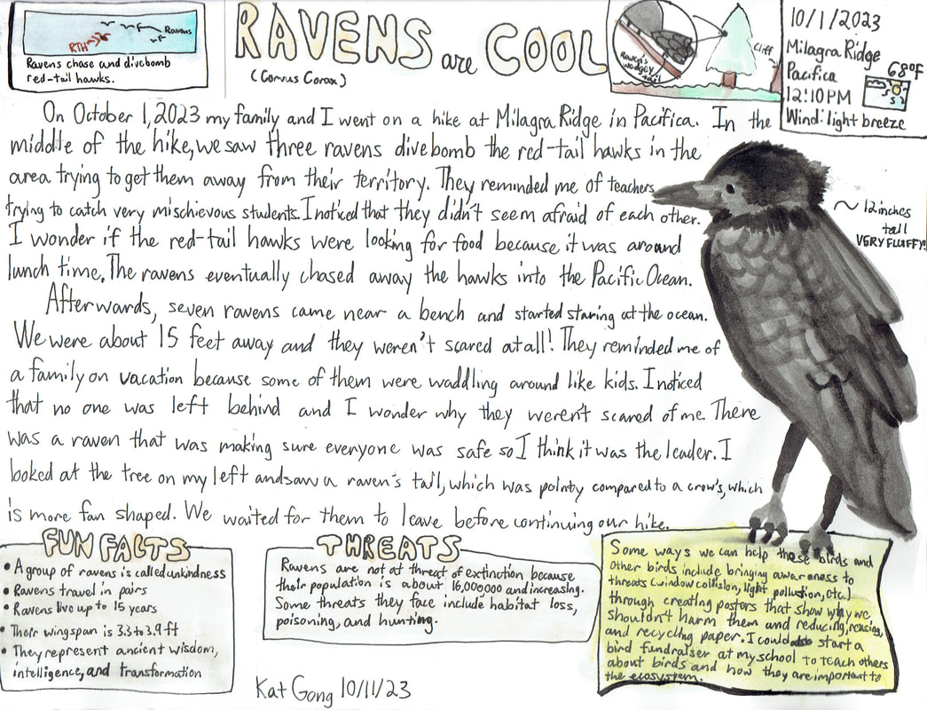 Artwork of a Common Raven