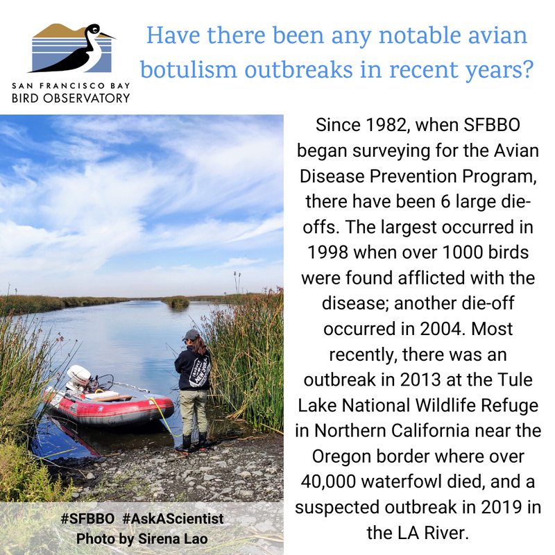 Have there been any notable avian botulism outbreaks in recent years?
Since 1982, when SFBBO began surveying for the Avian Disease Prevention Program, there have been 6 large die-offs. The largest occurred in 1998 when over 1000 birds were found afflicted with the disease; another die-off occurred in 2004. Most recently, there was an outbreak in 2013 at the Tule Lake National Wildlife Refuge in Northern California near the Oregon border where over 40,000 waterfowl died, and a suspected outbreak in 2019 in the LA River.