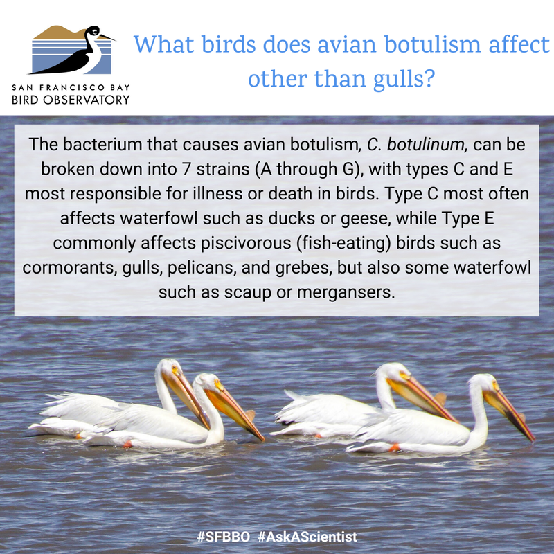 What birds does avian botulism affect other than gulls?
The bacterium that causes avian botulism, C. botulinum, can be broken down into 7 strains (A through G), with types C and E most responsible for illness or death in birds. Type C most often affects waterfowl such as ducks or geese, while Type E commonly affects piscivorous (fish-eating) birds such as cormorants, gulls, pelicans, and grebes, but also some waterfowl such as scaup or mergansers.