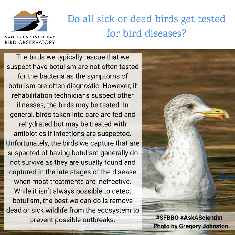 Do all sick or dead birds get tested for bird diseases?
The birds we typically rescue that we suspect have botulism are not often tested for the bacteria as the symptoms of botulism are often diagnostic. However, if rehabilitation technicians suspect other illnesses, the birds may be tested. In general, birds taken into care are fed and rehydrated but may be treated with antibiotics if infections are suspected. Unfortunately, the birds we capture that are suspected of having botulism generally do not survive as they are usually found and captured in the late stages of the disease when most treatments are ineffective. While it isn’t always possible to detect botulism, the best we can do is remove dead or sick wildlife from the ecosystem to prevent possible outbreaks.