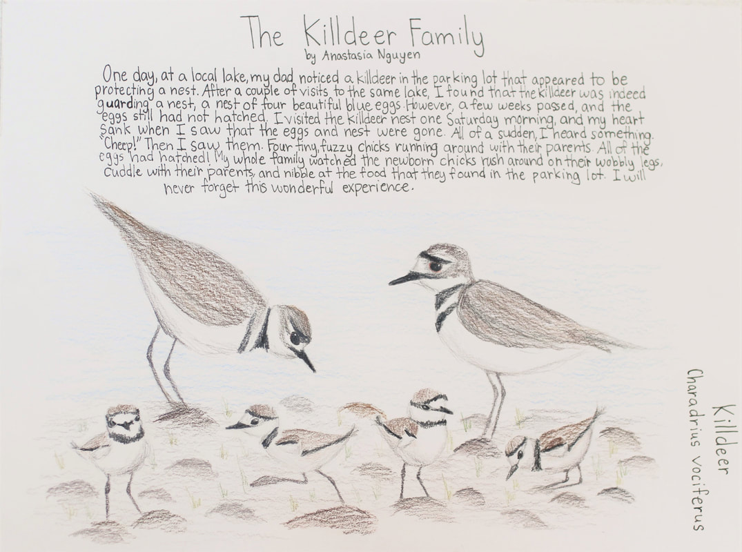 Drawing of two adult killdeer with 4 chicks and a story about observing them