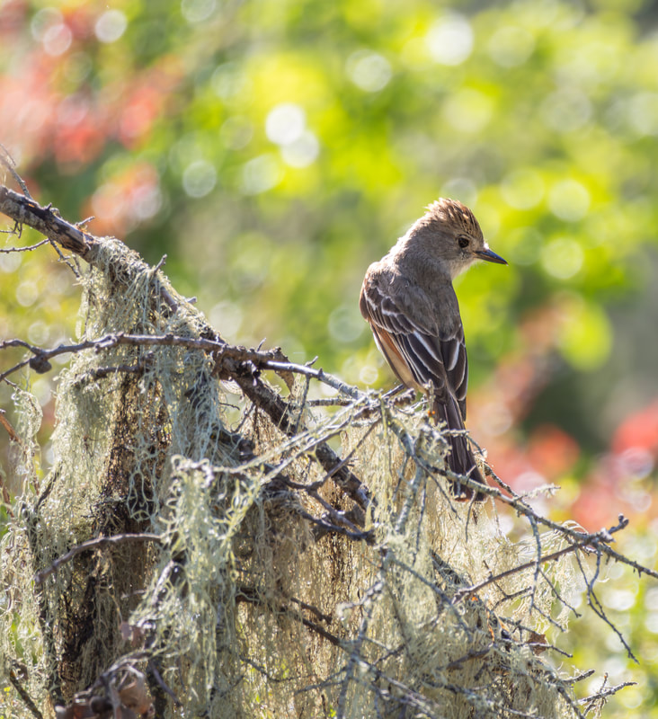 Photo of an Ash-throated Flycatcher with its back toward the camera and looking toward the right of the frame.