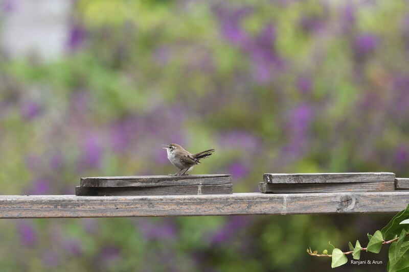 Bewick's Wren (small brown bird) on horizontal wooden planks with purple flowers and green vegetation in the background and a vine of leaves in the bottom right foreground