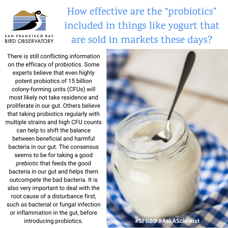 How effective are the “probiotics” included in things like yogurt that are sold in markets these days?
There is still conflicting information on the efficacy of probiotics. Some experts believe that even highly potent probiotics of 15 billion colony-forming units (CFUs) will most likely not take residence and proliferate in our gut. Others believe that taking probiotics regularly with multiple strains and high CFU counts can help to shift the balance between beneficial and harmful bacteria in our gut. The consensus seems to be for taking a good prebiotic that feeds the good bacteria in our gut and helps them outcompete the bad bacteria. It is also very important to deal with the root cause of a disturbance first, such as bacterial or fungal infection or inflammation in the gut, before introducing probiotics.