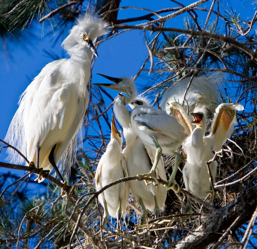 A family of Snowy Egrets, including one visible adult, an adult hidden in the back, and four juveniles.