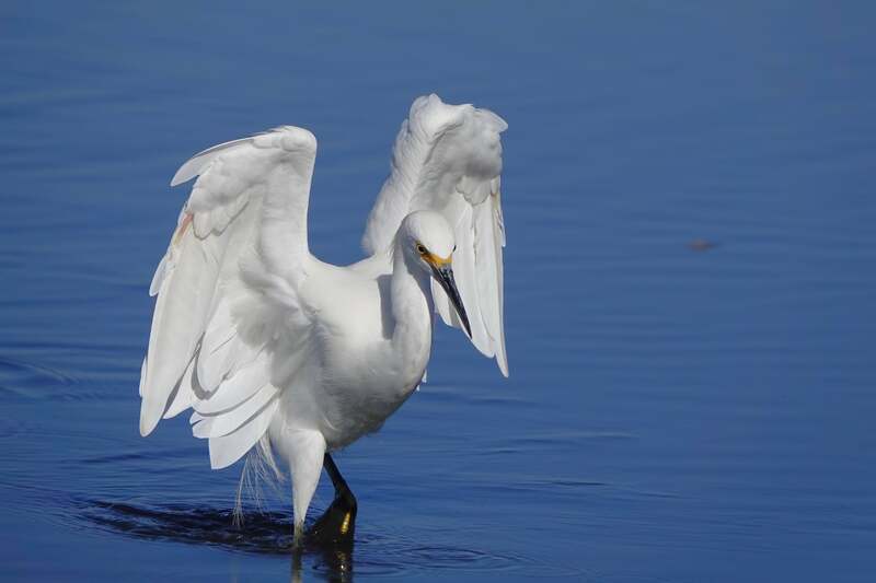 white egret wading in blue water with wings lifted