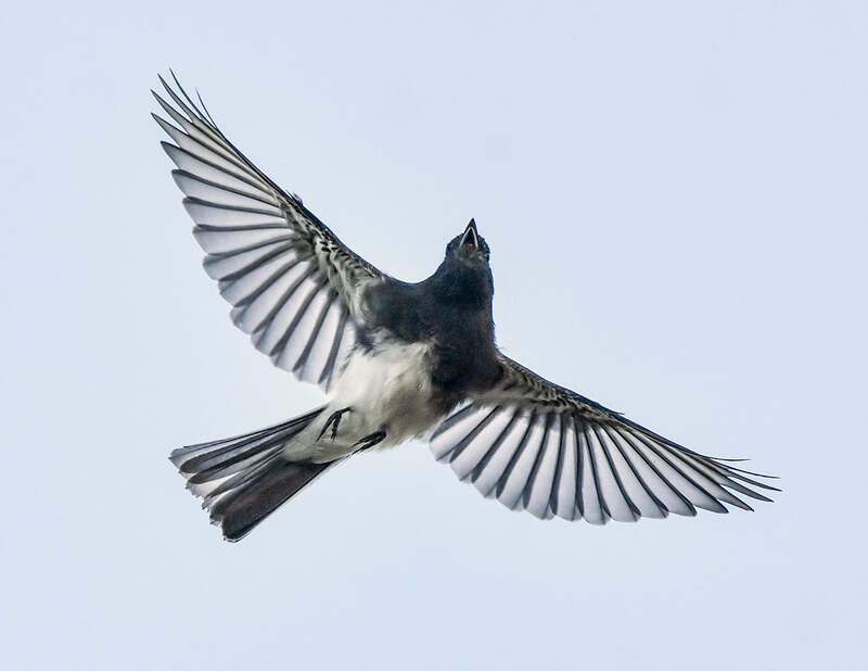 black and white bird in flight seen from underneath