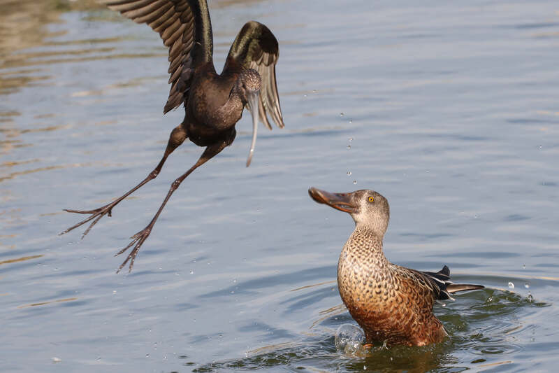 dark flying bird with curved bill on left and duck in water on right, both birds looking at each other