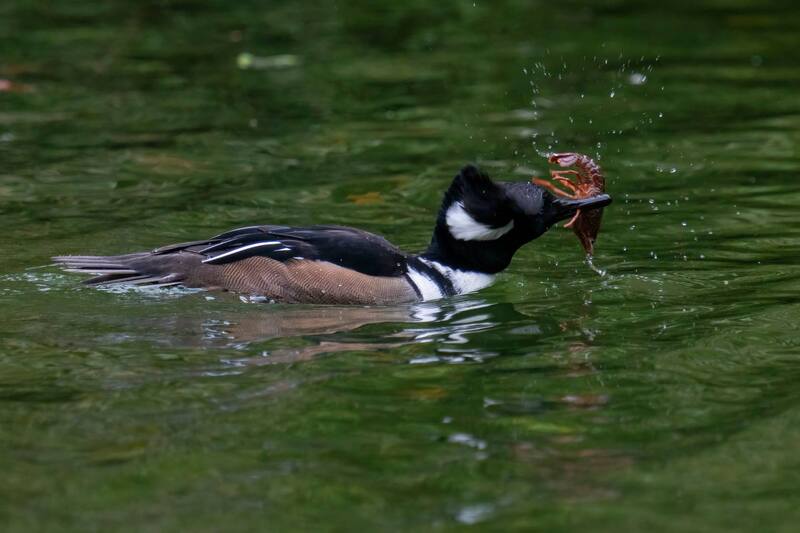 Hooded Merganser (duck that has black head with white mark) with a red crawfish in its beak. Water droplets can be seen as the bird appears to twist its head. The merganser is floating on green water.