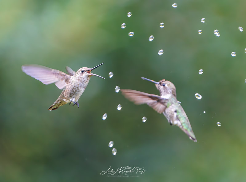 Two hummingbirds hovering in the air with water droplets surrounding them