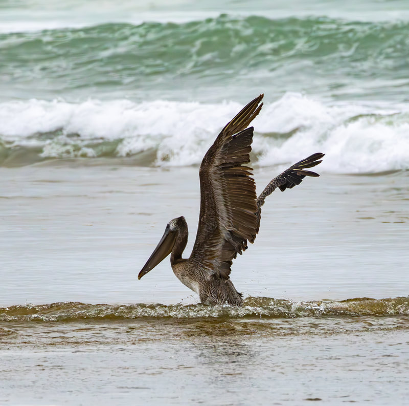Photo of a Brown Pelican at the beach with its wings held high and waves crashing in the background.
