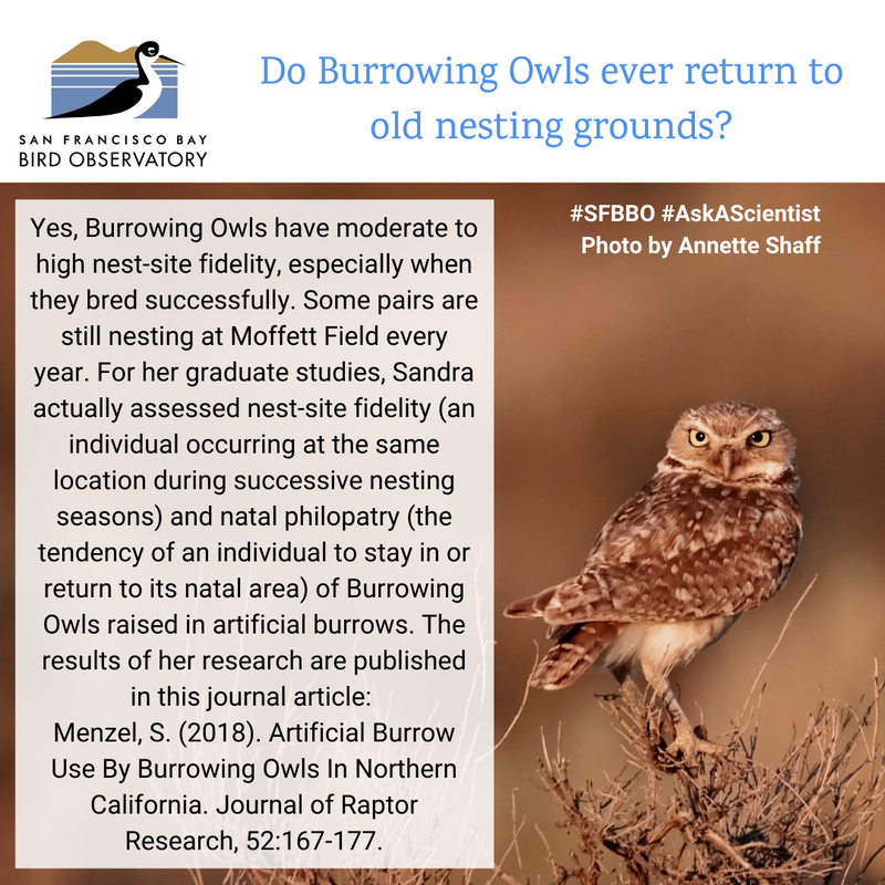 Do Burrowing Owls ever return to old nesting grounds?
Yes, Burrowing Owls have moderate to high nest-site fidelity, especially when they bred successfully. Some pairs are still nesting at Moffett Field every year. For her graduate studies, Sandra actually assessed nest-site fidelity (an individual occurring at the same location during successive nesting seasons) and natal philopatry (the tendency of an individual to stay in or return to its natal area) of Burrowing Owls raised in artificial burrows. The results of her research are published in this journal article: 
Menzel, S. (2018). Artificial Burrow Use By Burrowing Owls In Northern California. Journal of Raptor Research, 52:167-177.