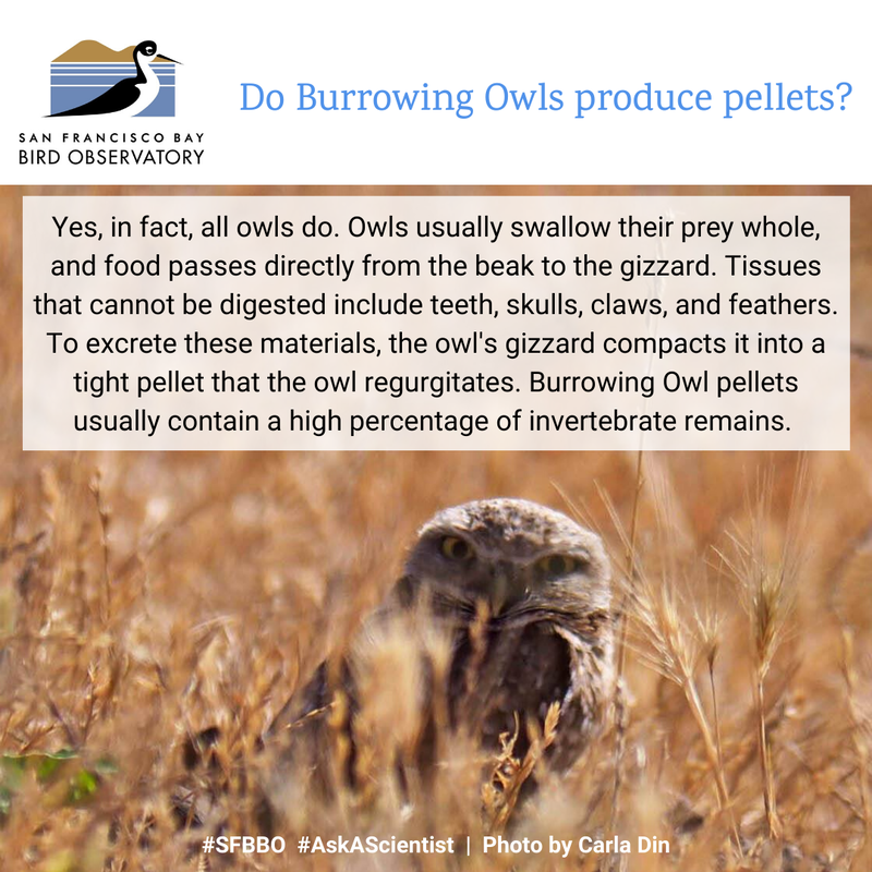 Do Burrowing Owls produce pellets?
Yes, in fact, all owls do. Owls usually swallow their prey whole, and food passes directly from the beak to the gizzard. Tissues that cannot be digested include teeth, skulls, claws, and feathers. To excrete these materials, the owl's gizzard compacts it into a tight pellet that the owl regurgitates. Burrowing Owl pellets usually contain a high percentage of invertebrate remains. 
