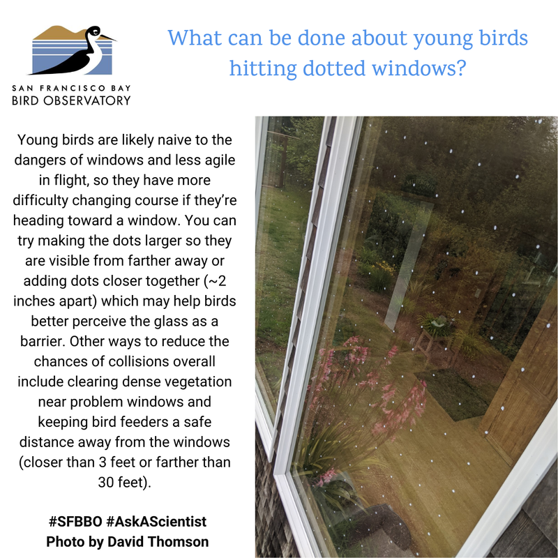 What can be done about young birds hitting dotted windows?
Young birds are likely naive to the dangers of windows and less agile in flight, so they have more difficulty changing course if they’re heading toward a window. You can try making the dots larger so they are visible from farther away or adding dots closer together (~2 inches apart) which may help birds better perceive the glass as a barrier. Other ways to reduce the chances of collisions overall include clearing dense vegetation near problem windows and keeping bird feeders a safe distance away from the windows (closer than 3 feet or farther than 30 feet).