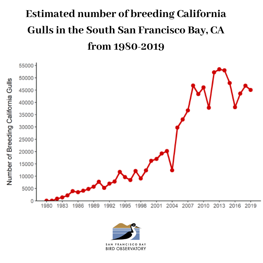 Graph titled Estimated number of breeding California Gulls in the South San Francisco Bay, CA from 1980-2019. Red trend line shows large increase in number of breeding California Gulls.