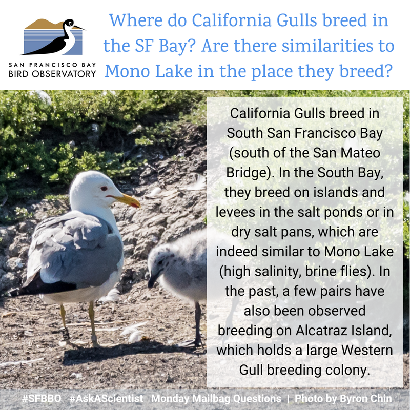 Where do California Gulls breed in the SF Bay? Are there similarities to Mono Lake in the place they breed? 
California Gulls breed in South San Francisco Bay (south of the San Mateo Bridge). In the South Bay, they breed on islands and levees in the salt ponds or in dry salt pans, yes similar to Mono Lake (high salinity, brine flies). In the past, a few pairs have also been observed breeding on Alcatraz Island, which holds a large Western Gull breeding colony.
